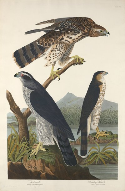 Goshawk和Stanley Hawk，1832年。 作者 罗伯特·哈维尔