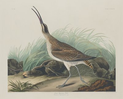 大Esquimaux Curlew, 1835年。 作者 罗伯特·哈维尔