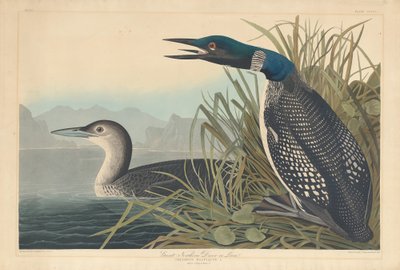 北方大潜水员或龙鱼，1836年。 作者 罗伯特·哈维尔