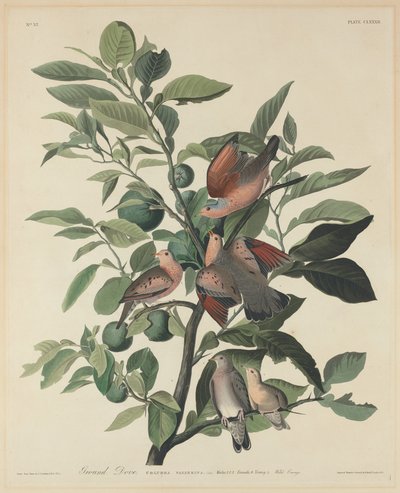 地面鸽子，1833年。 作者 Robert Havell