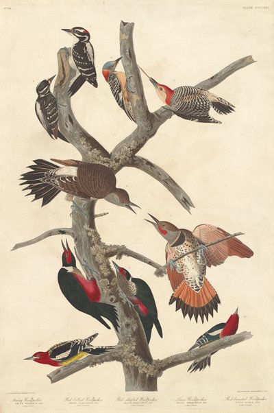 毛啄木鸟，1838年。 作者 罗伯特·哈维尔