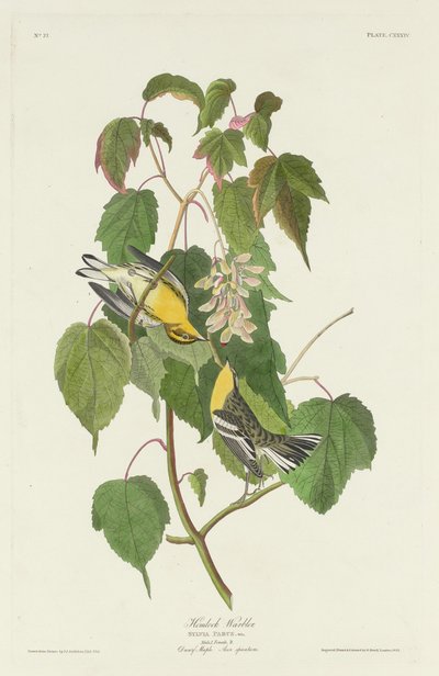 Hemlock Warbler, 1832. 作者 罗伯特·哈维尔