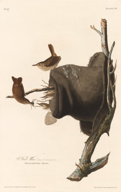 House Wren, 1830年。 作者 罗伯特·哈维尔