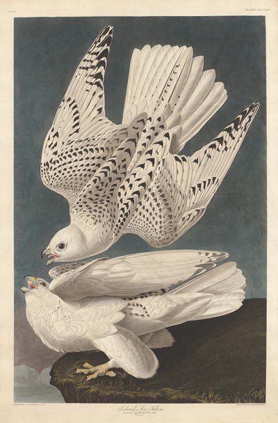 冰岛或Jer Falcon，1837年。 作者 罗伯特·哈维尔