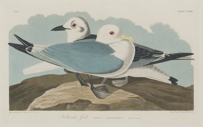 Kittiwake Gull, 1834年。 作者 罗伯特·哈维尔