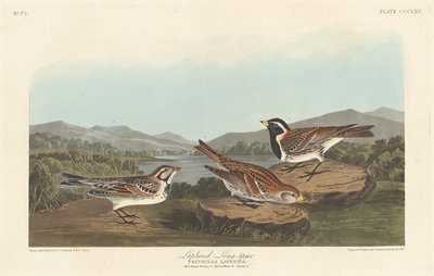 拉普兰龙凤胎，1837年。 作者 罗伯特·哈维尔