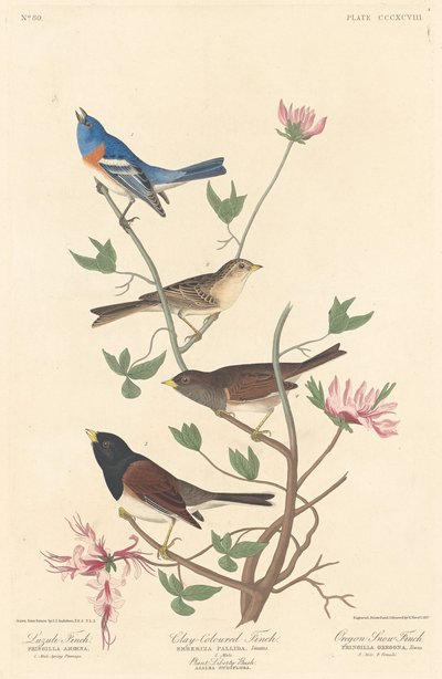 天青石雀、粘土色雀和俄勒冈州雪雀，1837年。 作者 Robert Havell