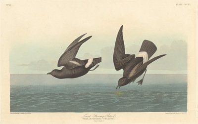 最小的风暴海燕，1836年。 作者 罗伯特·哈维尔