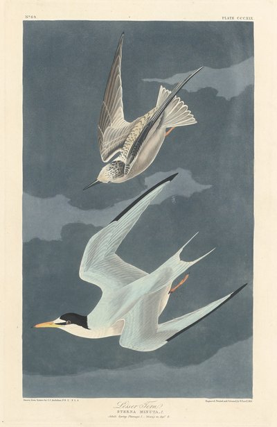 小燕鸥，1836年。 作者 罗伯特·哈维尔