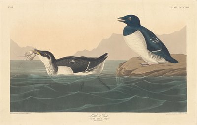 Little Auk, 1836. 作者 罗伯特·哈维尔