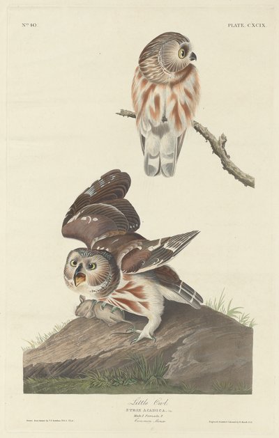 小猫头鹰，1834年。 作者 罗伯特·哈维尔