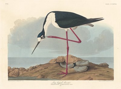 长脚鳄，1836年。 作者 罗伯特·哈维尔