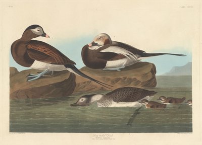长尾鸭，1836年。 作者 罗伯特·哈维尔