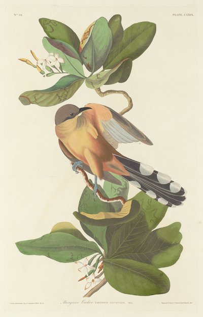 红树林杜鹃，1833年。 作者 Robert Havell