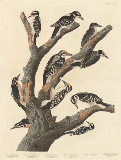 玛丽亚的啄木鸟，1838年。 作者 罗伯特·哈维尔