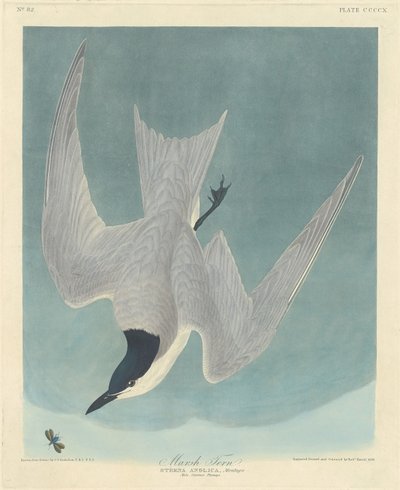 沼泽燕鸥，1838年。 作者 罗伯特·哈维尔