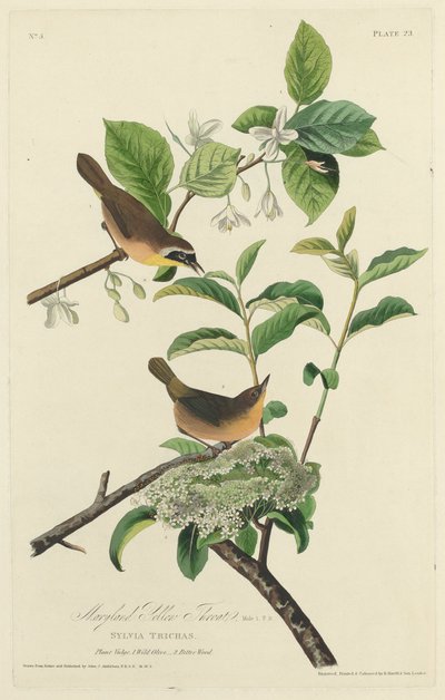 马里兰黄喉病，1827年。 作者 Robert Havell