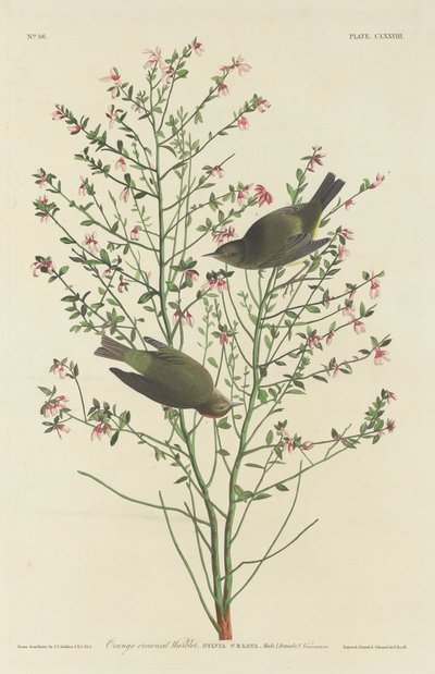 橙冠莺，1833年。 作者 罗伯特·哈维尔