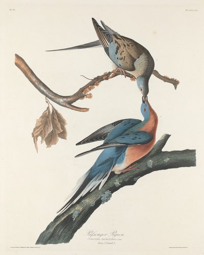 客运鸽，1829年。 作者 Robert Havell