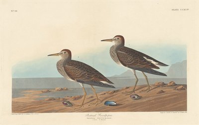 胸口鹬，1836年。 作者 罗伯特·哈维尔