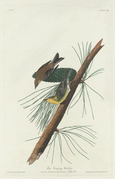 松树爬行莺，1832年。 作者 罗伯特·哈维尔
