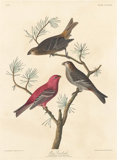 松树鸟，1837年。 作者 罗伯特·哈维尔