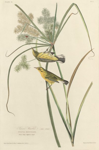 Prairie Warbler，1827年。 作者 罗伯特·哈维尔