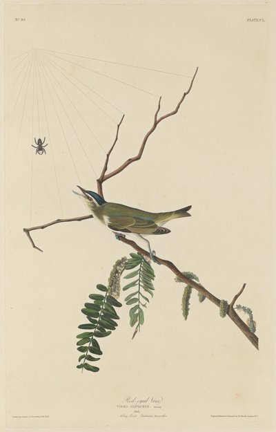 红眼维雷欧，1832年。 作者 罗伯特·哈维尔
