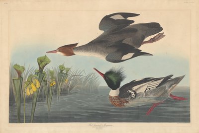 红胸梅花鹿，1838年。 作者 罗伯特·哈维尔