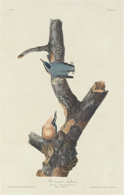 红胸黄雀，1831年。 作者 罗伯特·哈维尔