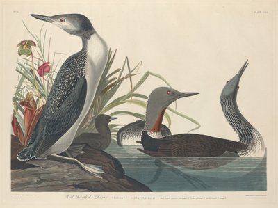 红喉潜水员，1834年。 作者 罗伯特·哈维尔
