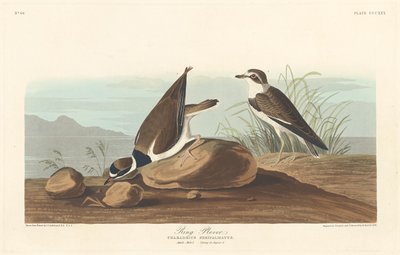 环形鸻，1836年。 作者 罗伯特·哈维尔