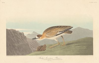 洛基山鸻，1836年。 作者 罗伯特·哈维尔