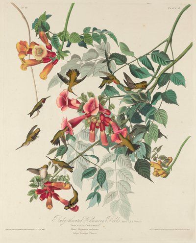 红宝石喉蜂鸟，1828年。 作者 罗伯特·哈维尔