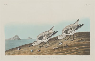 红嘴鸥，1834年。 作者 罗伯特·哈维尔