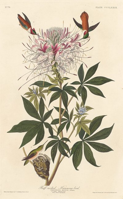 粗颈蜂鸟，1837年。 作者 罗伯特·哈维尔