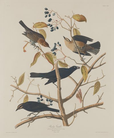 拉斯蒂-格拉克尔，1833年。 作者 罗伯特·哈维尔