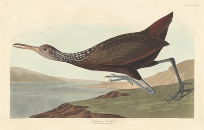 Scolopaceus Courlan, 1837. 作者 罗伯特·哈维尔