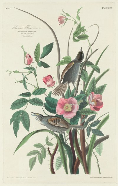 海边雀，1830年。 作者 Robert Havell