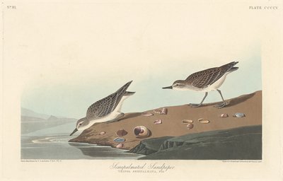 半棕榈鹬，1838年。 作者 罗伯特·哈维尔