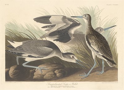 半棕榈鹬或Willet，1835年。 作者 罗伯特·哈维尔