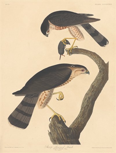 尖头鹰，1837年。 作者 罗伯特·哈维尔