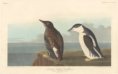 纤嘴鸠，1838年。 作者 罗伯特·哈维尔