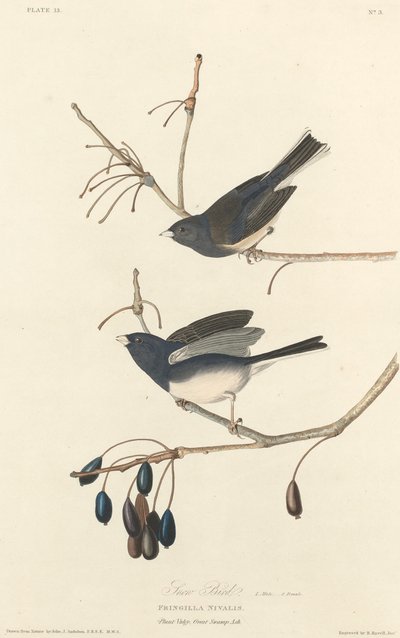 雪鸟，1827年。 作者 罗伯特·哈维尔