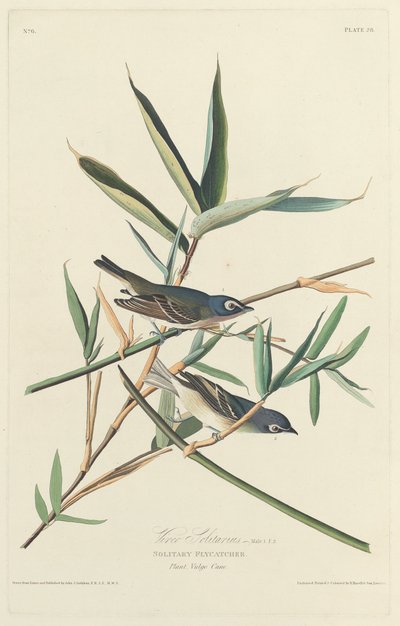 孤独的飞鸟，1828年。 作者 罗伯特·哈维尔