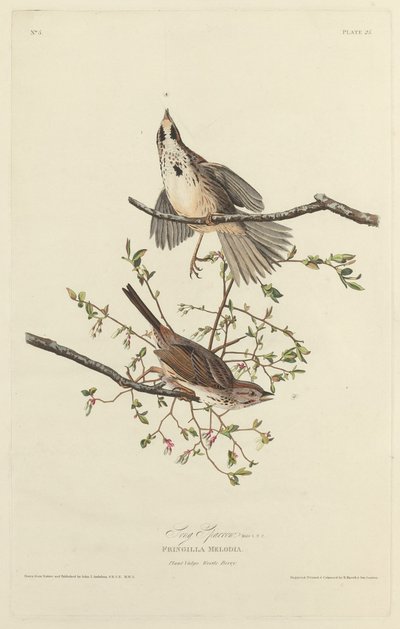 松雀，1827年。 作者 罗伯特·哈维尔