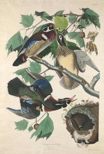 夏鸭或木鸭，1834年。 作者 Robert Havell