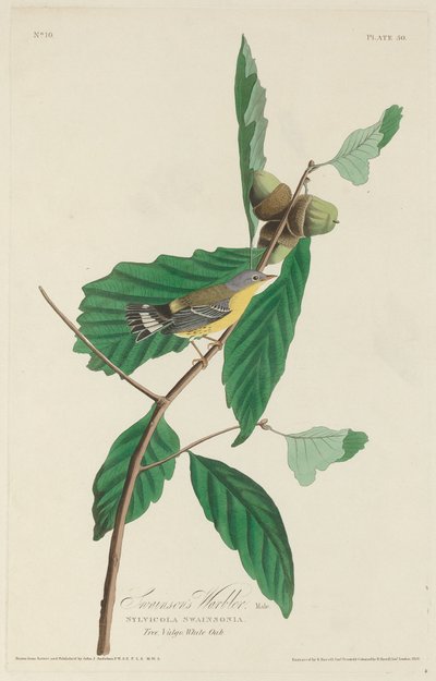 斯温森氏莺，1828年。 作者 罗伯特·哈维尔