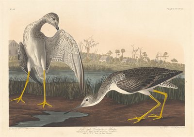 Tell-tale Godwit, 1836年。 作者 罗伯特·哈维尔