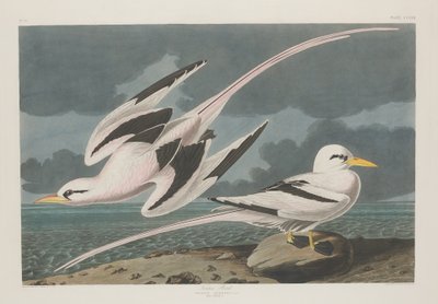 热带鸟，1835年。 作者 罗伯特·哈维尔